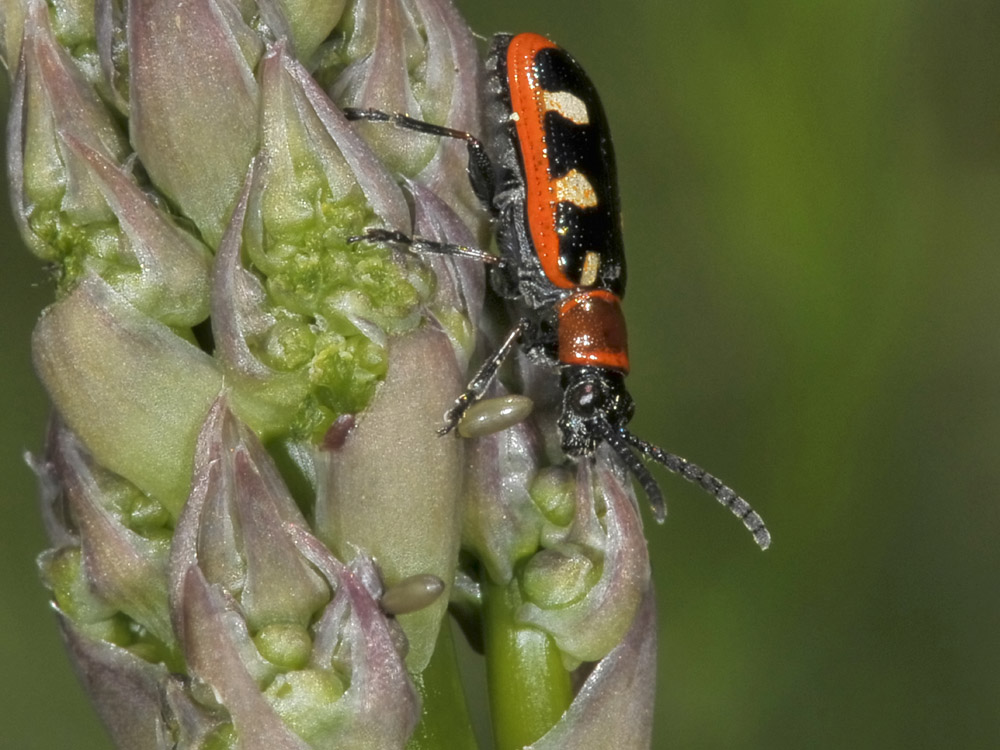 Crioceris asparagi con uova